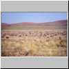 Namib Naukluft Park (unterwegs von Sesriem nach Solitaire) - eine Springbokherde