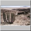 Namib Naukluft Park (unterwegs auf der C14 nach Walvis Bay) - Landschaft mit einer Euphorbia (während der Mittagsrast)