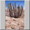 Namib Naukluft Park (unterwegs auf der C14 nach Walvis Bay) - eine Euphorbia (in der Mittagsonne)