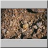 Namibwüste bei Swakopmund - Wüstenvegetation (ausgetrocknete Steinpflanzen /Lithops/)