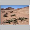 Namibwüste bei Swakopmund - Welwitschia-Pflanzen