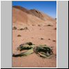 Namibwüste bei Swakopmund - Welwitschia-Pflanzen