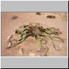 Namibwüste bei Swakopmund - Welwitschia-Pflanze