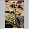Namibwüste bei Swakopmund - die Frucht der Welwitschia mirabilis