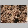 Namibwüste bei Swakopmund - Wüstenvegetation (Steinpflanzen /Lithops/)