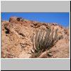 Namibwüste bei Swakopmund - Wüstenvegetation (eine Euphorbia)