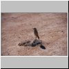 Namibwüste bei Swakopmund - ein Vogel