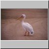 Swakopmund - ein Pelikan auf dem Campingplatz