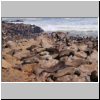 Cape Cross (Kreuzkap) - Kolonie der Pelzrobben