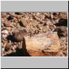 `versteinerter Wald` im Damaraland - kleine Eidechse auf einem versteinerten Baumstamm