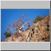 Unterwegs von Khorixas zum Vingerklip - ein Felshang mit Star Chestnut Bäumen (Sterculia africana) (?)