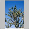 Damaraland - Äste eines Baums am Vingerklip
