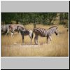 Etosha N.P. - Zebras
