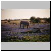 Okaukuejo Camp (Etosha N.P.) - ein Elefant auf dem Weg zum Wasserloch