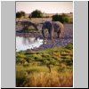 Okaukuejo Camp (Etosha N.P.) - ein Elefant am Wasserloch am späten Abend