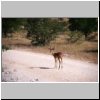 Etosha N.P. - Impala-Antilope (?)