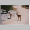 Etosha N.P. - Impala-Antilope (?)