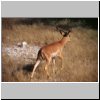 Etosha N.P. - Impala-Antilope