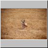 Etosha N.P. - ein Springbok im trockenen Gras