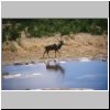 Halali Camp (Etosha N.P.) - eine Kudu-Antilope am Wasserloch