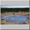 Halali Camp (Etosha N.P.) - eine Kudu-Antilope am Wasserloch