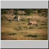 Etosha N.P. - Zebra und Oryx-Antilope