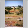 Etosha N.P. - eine Giraffe unweit der Etosha Pfanne