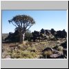 Köcherbaumwald bei Keetmanshoop - Aloe-Bäume und Felsen
