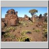 Köcherbaumwald bei Keetmanshoop - Aloe-Bäume und Felsen