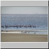 Walvis Bay - Flamingos in der Lagune