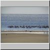 Walvis Bay - Flamingos in der Lagune