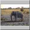 Okaukuejo Camp (Etosha N.P.) - ein Elefant auf dem Weg zum Wasserloch