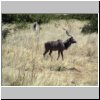 Halali Camp (Etosha N.P.) - eine Kudu-Antilope auf dem Weg zum Wasserloch