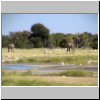 Etosha N.P. - zwei Giraffen am Wasserloch