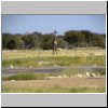 Etosha N.P. - eine Giraffe am Wasserloch
