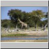 Etosha N.P. - eine Giraffe am Wasserloch