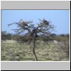 Etosha N.P. - Geier auf einem Baum