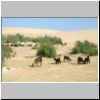 Ziegen auf unserem Zeltplatz im Süden der Wahiba-Wüste