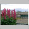 Ushuaia (Feuerland) - Lupinien