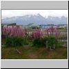 Ushuaia (Feuerland) - Lupinien