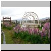 Ushuaia (Feuerland) - Lupinien am Plaza Gendarmeria Nacional