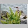 Ushuaia (Feuerland) - Vogel am Ufer des Beagle-Kanals