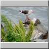 Ushuaia (Feuerland) - Vögel am Ufer des Beagle-Kanals