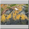 Feuerland - ein Vogel auf einer felsigen Insel im Beagle-Kanal östlich von Ushuaia