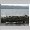 Feuerland - Seelöwen auf einer Insel im Beagle-Kanal