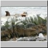 Feuerland - Seelöwen auf einer Insel im Beagle-Kanal