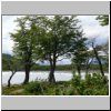 Bäume am Lago Onelli