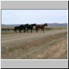 Wildpferde auf der Hauptpiste Ruta Quarenta durch die patagonische Steppe (zwischen Tres Lagos und dem Fluß Rio Chico)