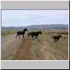 Wildpferde auf der Hauptpiste Ruta Quarenta durch die patagonische Steppe (zwischen Tres Lagos und dem Fluß Rio Chico)