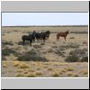 Wildpferde in der patagonischen Steppe zwischen Tres Lagos und dem Fluß Rio Chico